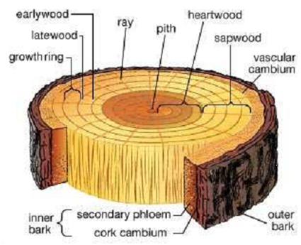 woodstruc