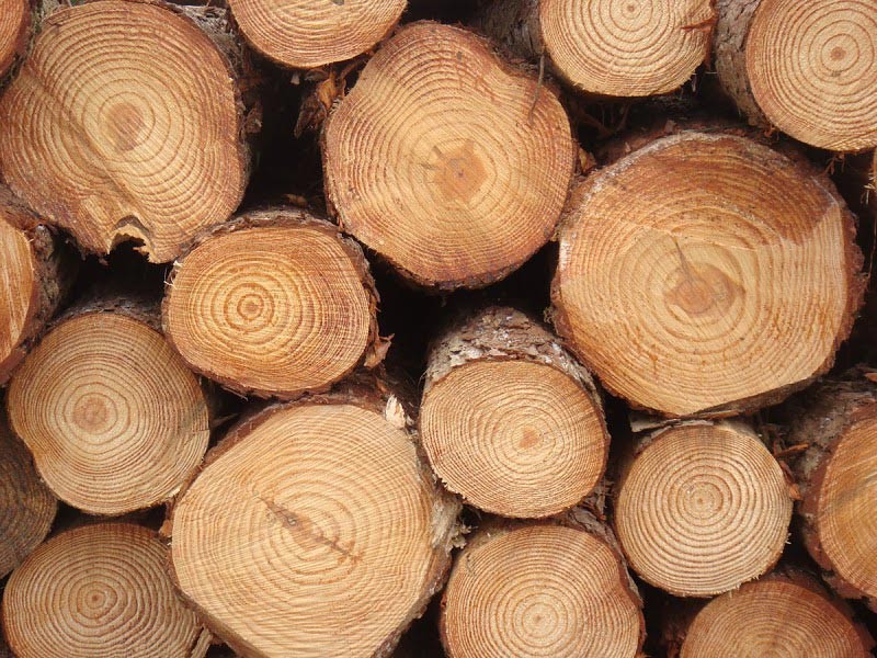 Pine-Logs-From-South-Africa